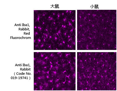 兔源Iba1抗体，有标签                              Anti Iba1, Rabbit (for Immunocytochemistry)