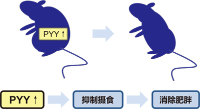 大鼠/小鼠PYY检测ELISA试剂盒                              Mouse/Rat PYY ELISA Kit Wako