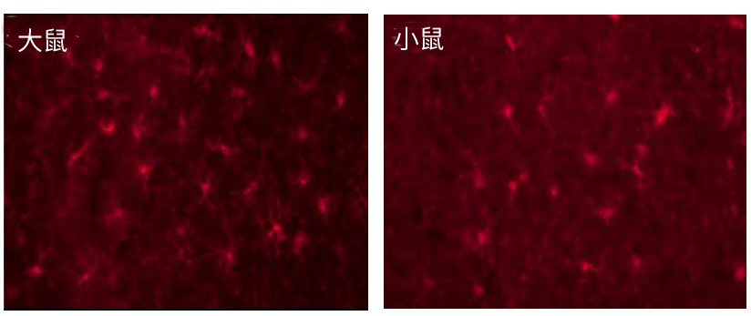 抗Iba1, 兔源, 结合SPICA Dye™ 568                              Anti Iba1, Rabbit, SPICA Dye™ 568-conjugated