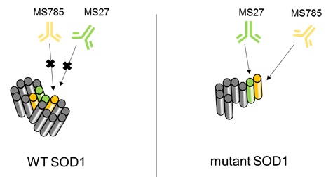 Anti-SOD1（ALS-related mutants）Cocktail，Human，Rat-Mono （MS785/MS27）                              全面检测ALS相关SOD1突变体的混合型抗体