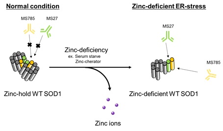 Anti-SOD1（ALS-related mutants）Cocktail，Human，Rat-Mono （MS785/MS27）                              全面检测ALS相关SOD1突变体的混合型抗体