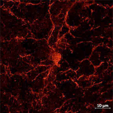 Iba1抗体，兔源（免疫组化用）                              Anti Iba1, Rabbit (for Immunocytochemistry)