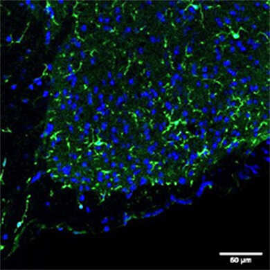 Iba1抗体，兔源（免疫组化用）                              Anti Iba1, Rabbit (for Immunocytochemistry)