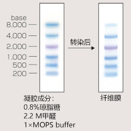 预染单链 RNA Ladder Marker                               DynaMarker® Prestain Ladder Marker for RNA