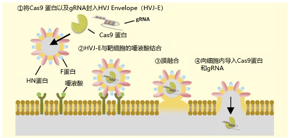 GenomONE ®- GE EX                              Cas9 蛋白/gRNA 转染试剂