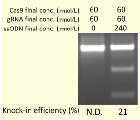 GenomONE ®- GE EX                              Cas9 蛋白/gRNA 转染试剂