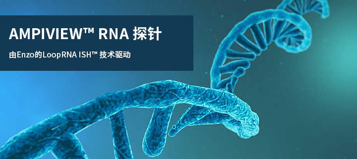 AMPIVIEW™ RNA 探针