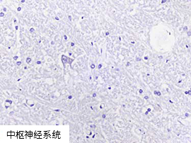 AMPIVIEW™ RNA 探针