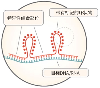 AMPIVIEW™ RNA 探针