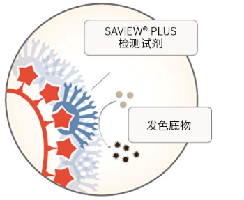 AMPIVIEW™ RNA 探针