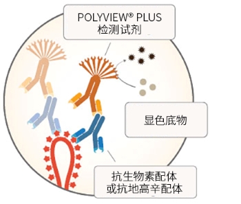 AMPIVIEW™ RNA 探针