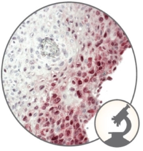 AMPIVIEW™ RNA 探针