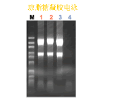 ISOGEN II RNA 抽提试剂                              ISOGEN II