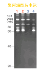 ISOGEN II RNA 抽提试剂                              ISOGEN II