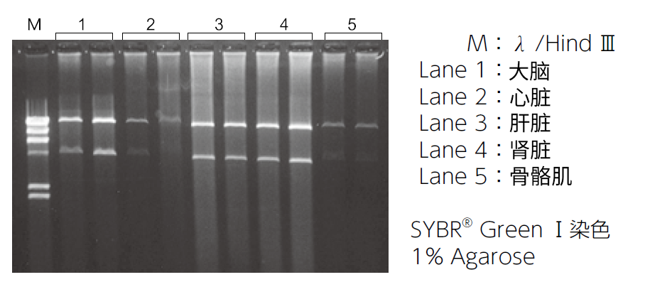 mtDNA Extractor® CT Kit                              提取组织 · 细胞 · 复合饲料中的线粒体DNA