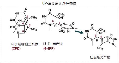 抗环丁基嘧啶二聚体（CPDs）[克隆：TDM2]                              Anti CPDs