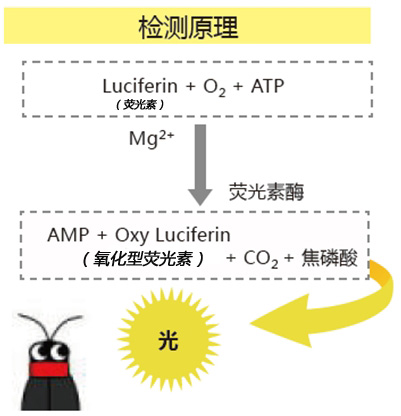 ATP 荧光检测仪 C-110                              Lumitester C-110
