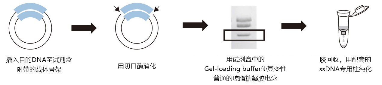 Long ssDNA Preparation Kit for 10kb                              可制备长达10 kb的单链DNA