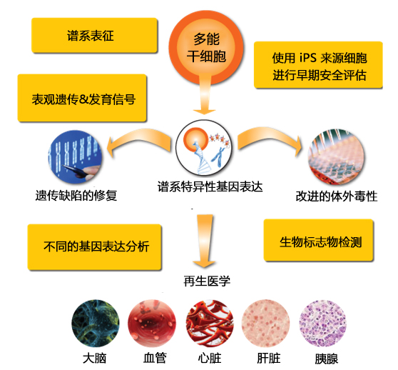 iPS来源细胞早期安全评估工具