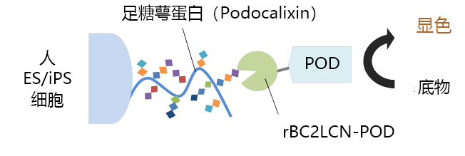 人ES/iPS细胞染色试剂盒-BF 用于未分化细胞的高灵敏度染色，无需荧光显微镜