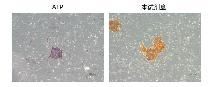 人ES/iPS细胞染色试剂盒-BF 用于未分化细胞的高灵敏度染色，无需荧光显微镜