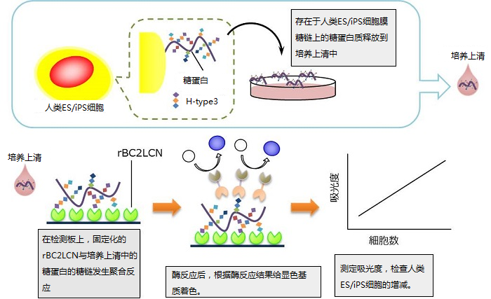 人ES/iPS 细胞检测试剂盒 Human ES/iPS Cell Monitoring Kit