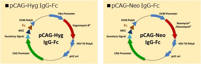 pCAG-Fc（Fc融合蛋白表达载体） pCAG-Hyg hIgG1-Fc