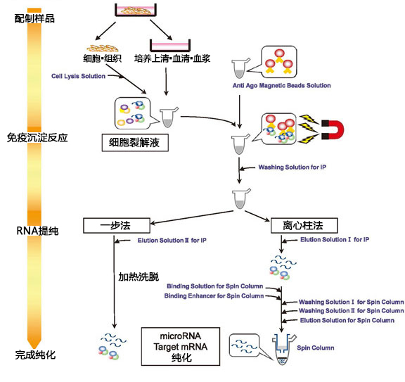 MagCapture™ microRNA分离试剂盒系列 MagCapture™ microRNA Isolation Kit 系列