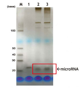 MagCapture™ microRNA分离试剂盒系列 MagCapture™ microRNA Isolation Kit 系列