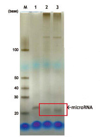 MagCapture™ microRNA分离试剂盒系列 MagCapture™ microRNA Isolation Kit 系列