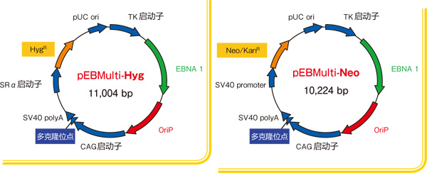 pEBMulti染色体外复制载体 pEBMulti Vetcor