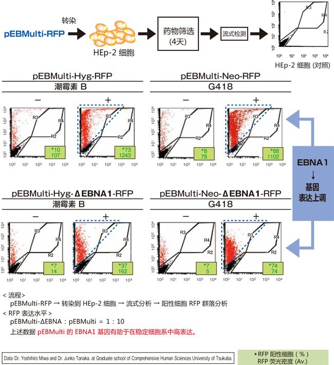 pEBMulti染色体外复制载体 pEBMulti Vetcor