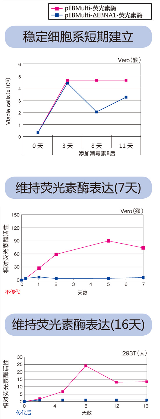 pEBMulti染色体外复制载体 pEBMulti Vetcor