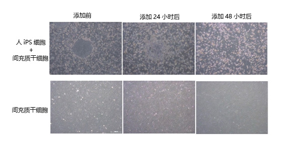 rBC2LCN 人ES/iPS细胞 未分化标记