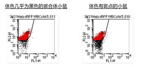 ES细胞・iPS细胞培养用血清代替品 StemSure® Serum Replacement