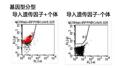 ES细胞・iPS细胞培养用血清代替品 StemSure® Serum Replacement