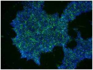 StemRNA 3rd Gen Reprogramming Kit StemRNA第三代重编程试剂盒