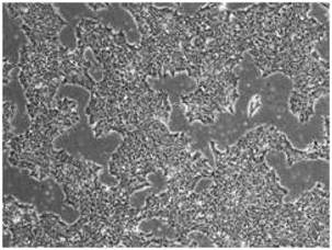 StemRNA 3rd Gen Reprogramming Kit StemRNA第三代重编程试剂盒