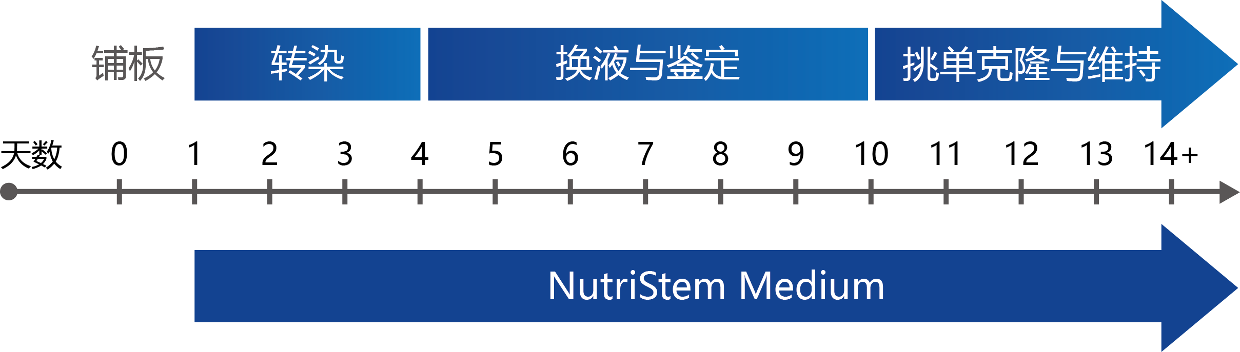 StemRNA 3rd Gen Reprogramming Kit StemRNA第三代重编程试剂盒