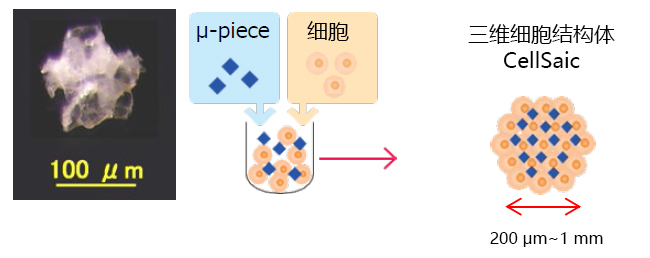 Cellnest μ-piece 由人I型胶原蛋白重组多肽形成的新型细胞支架