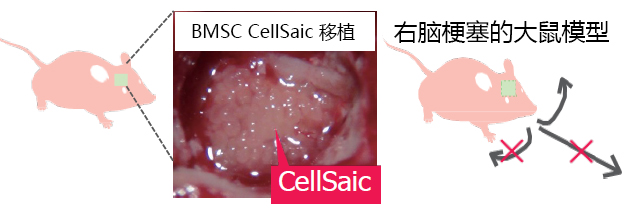 Cellnest μ-piece 由人I型胶原蛋白重组多肽形成的新型细胞支架