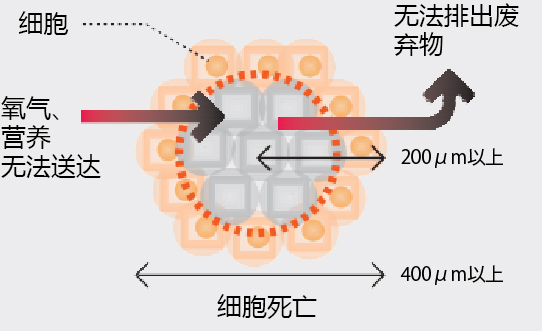 Cellnest μ-piece 由人I型胶原蛋白重组多肽形成的新型细胞支架