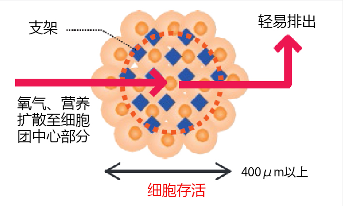 Cellnest μ-piece 由人I型胶原蛋白重组多肽形成的新型细胞支架