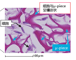 Cellnest μ-piece 由人I型胶原蛋白重组多肽形成的新型细胞支架