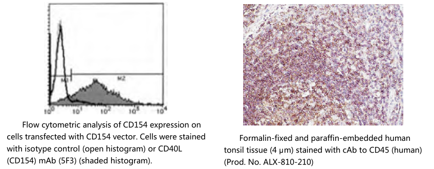 胚胎干细胞标记物 Embryonic Stem Cell Markers