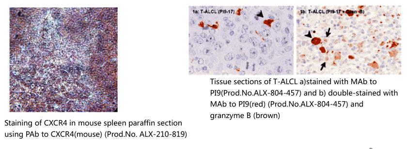 胚胎干细胞标记物 Embryonic Stem Cell Markers