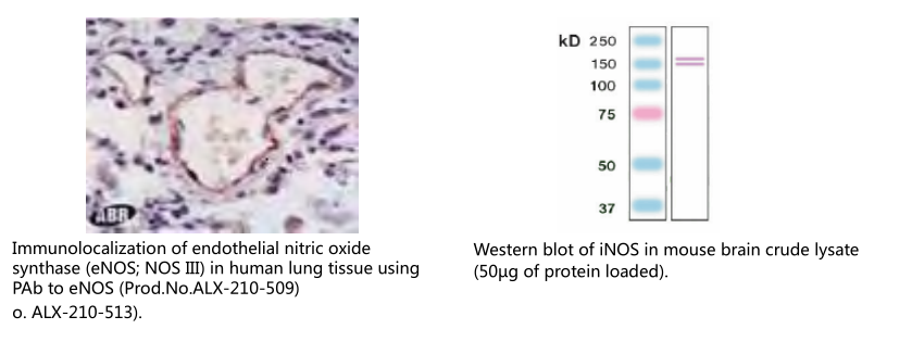 乳腺癌抗药性蛋白单克隆抗体（BXP-53） Breast cancer resistance protein, mAb (BXP-53)