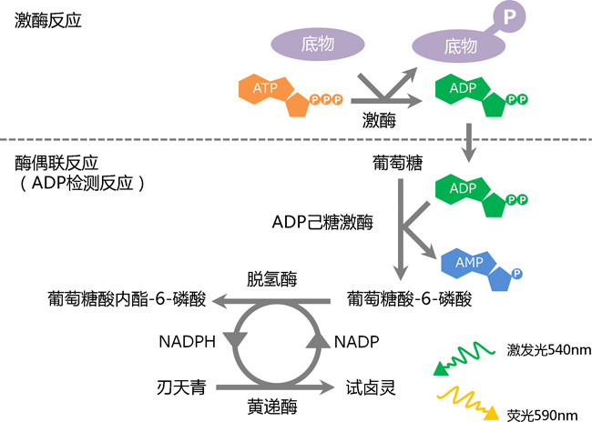 Fluorospark® 激酶/ADP 多重-检测试剂盒 Fluorospark® Kinase/ADP Multi-Assay Kit