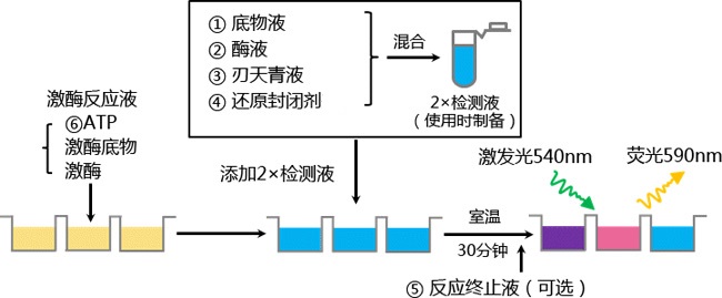 Fluorospark® 激酶/ADP 多重-检测试剂盒 Fluorospark® Kinase/ADP Multi-Assay Kit