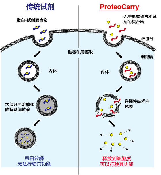 ProteoCarry ＜Protein Transfection Reagent＞ 无需预孵育！导入细胞质的蛋白转染试剂